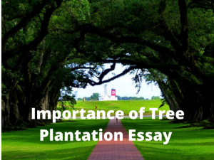 Tree plantation essay 100 words picture