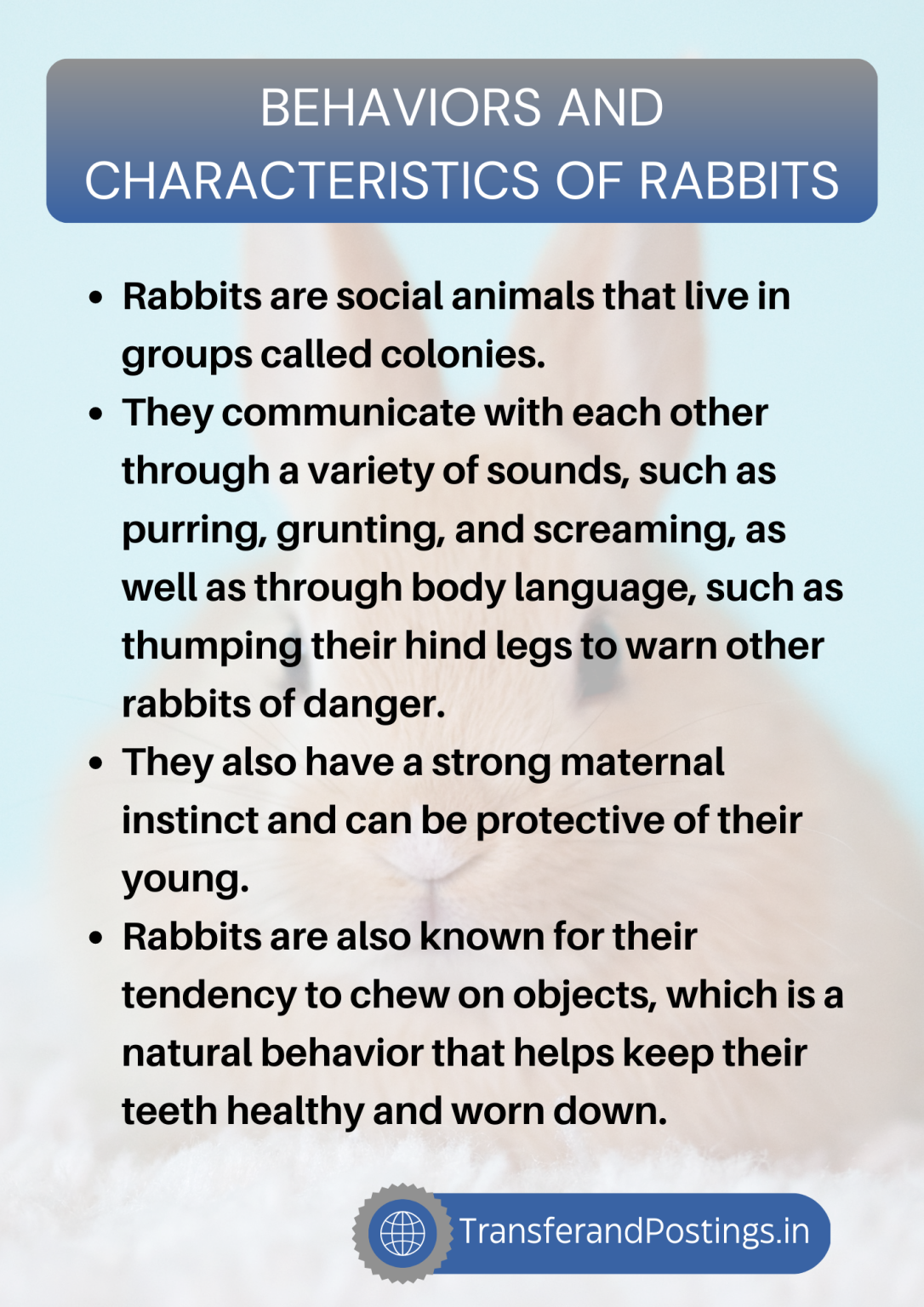 Paragraph On Rabbit The Fascinating World Of Rabbits Transfer and Postings